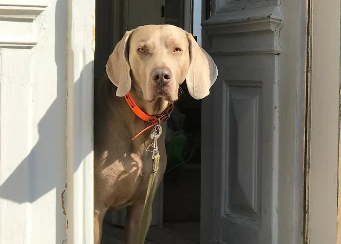 Villa Historical 5-bedroom - Disabled Access Drasenhofen